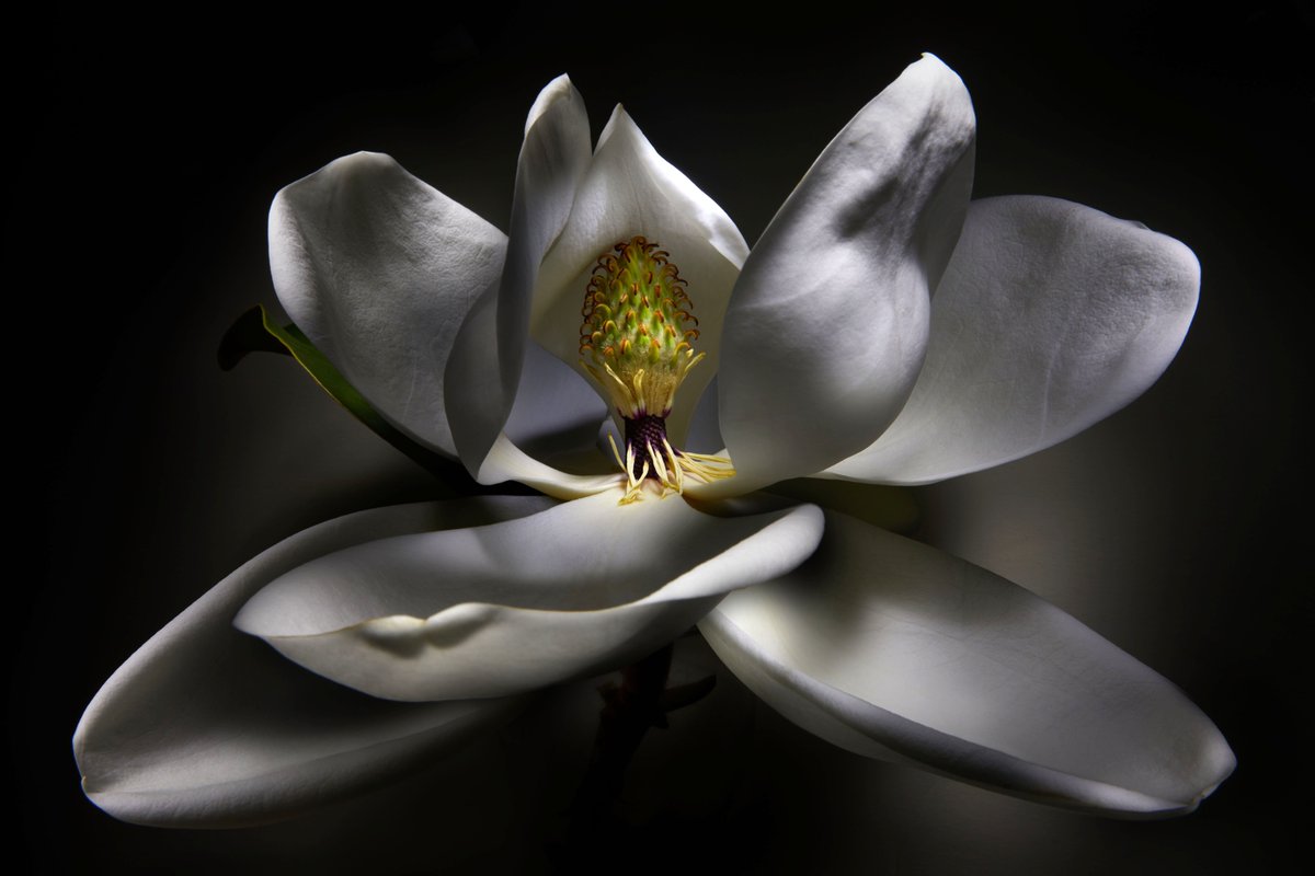 RalphPalumbo's tweet photo. The latest from my ongoing Magnolia Series. Limited Edition prints are meant to bring beauty into spaces that value presence &amp; refinement - homes, #hotels offices &amp; #restaurants - #fineartphotography #fineartphotographer #artcollector #artcollectors #wallart #luxurydecor https://t.co/mFMRqT9Cdw