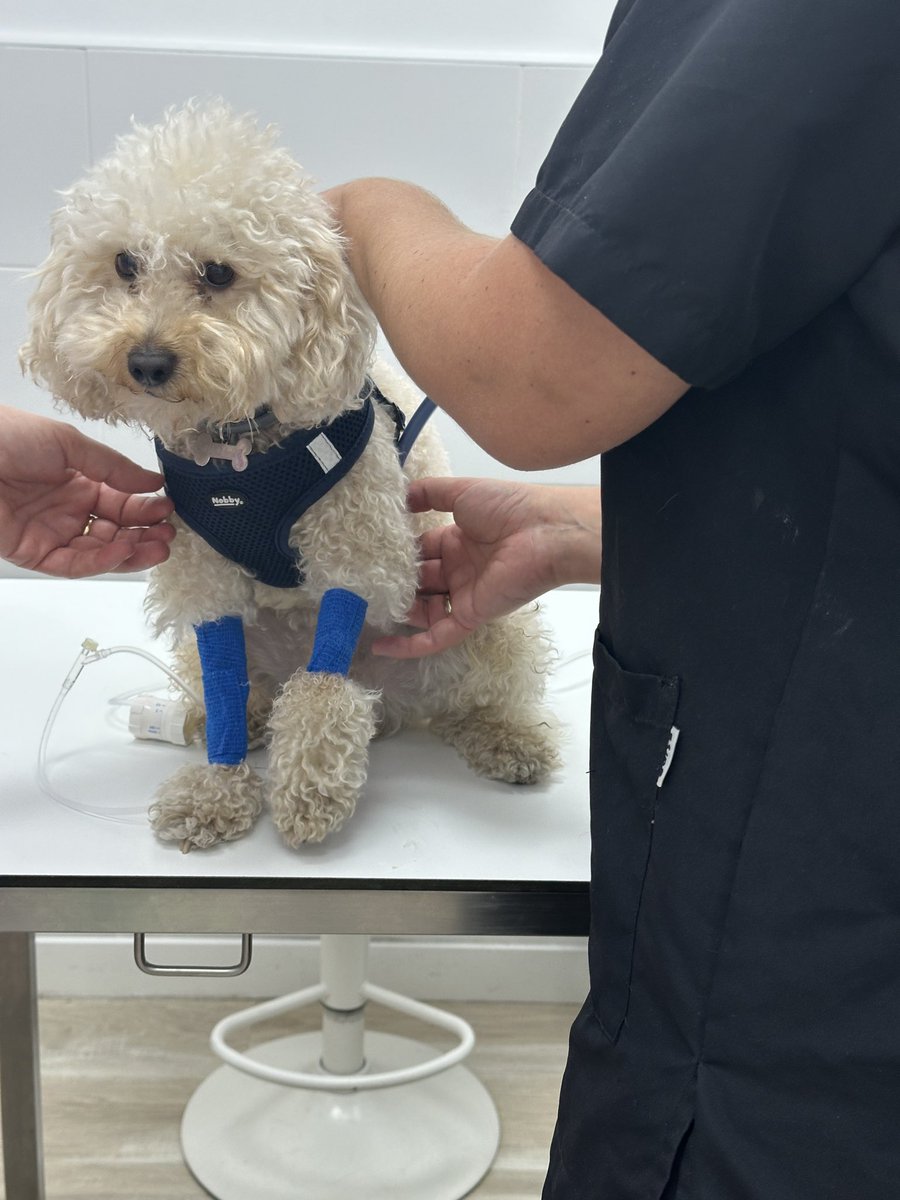 𝐃𝐀𝐕𝐈𝐃 𝐑𝐎𝐃𝐑Í𝐆𝐔𝐄𝐙 tweet media