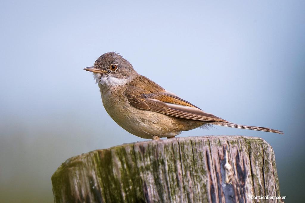 Wat een druktemaker, wel een dingetje om vast te leggen #grasmus 😅