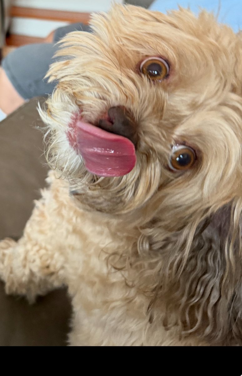 My sister's dog is doing a Stitch impression😂