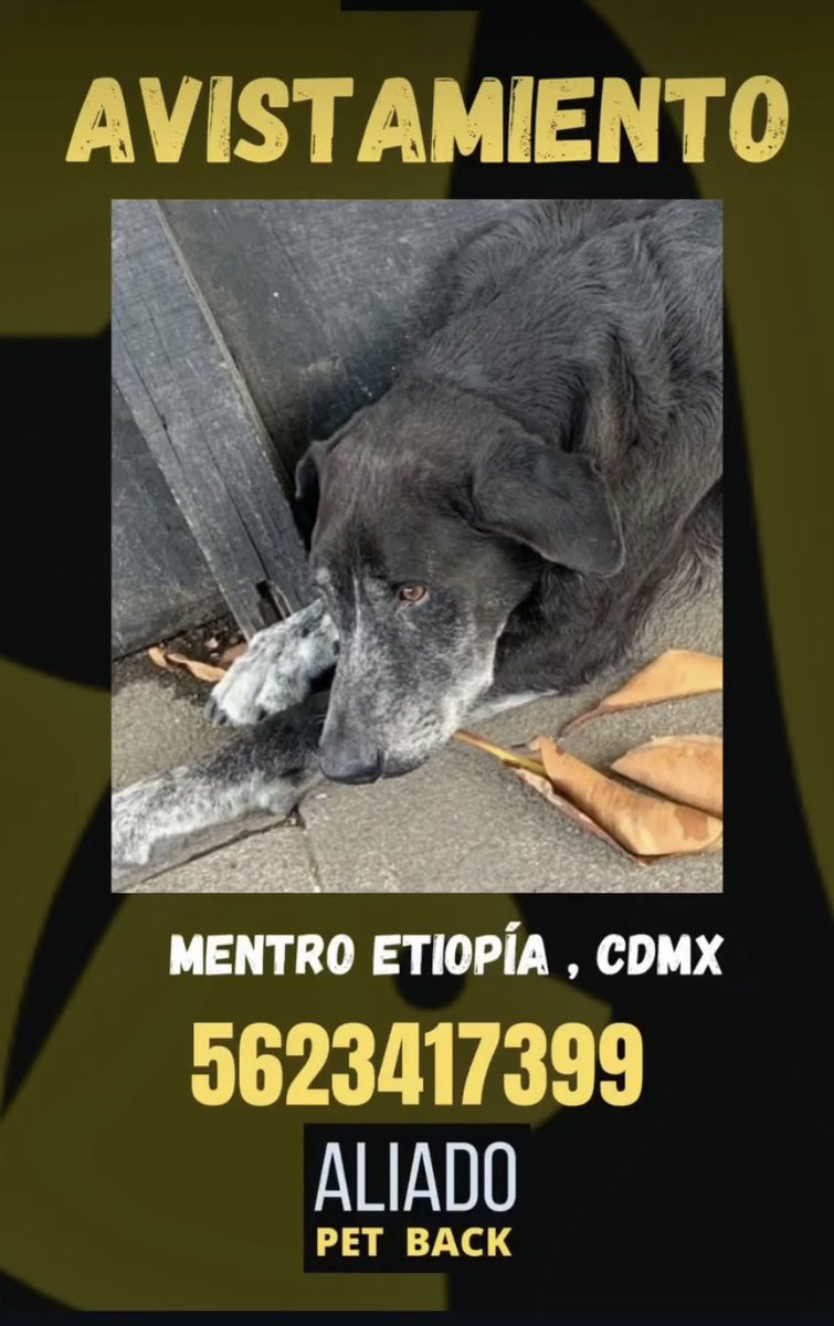 <a href="/En_laDelValle/">En la Del Valle</a> perro aparentemente perdido en etiopia