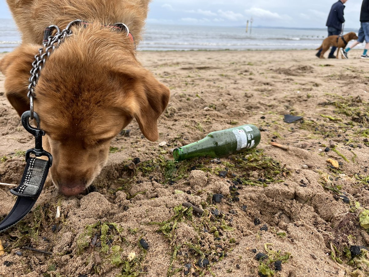pawsonplastic's tweet image. Leave everywhere cleaner. It couldn’t be simpler. Together we’re a powerful force for good, one that’s out walking every day of the year, rain or shine.

28,000 dogs owners removing 40 million pieces of #litter every year

Litter picked up on #Portobello Beach #edinburgh #dogsofx