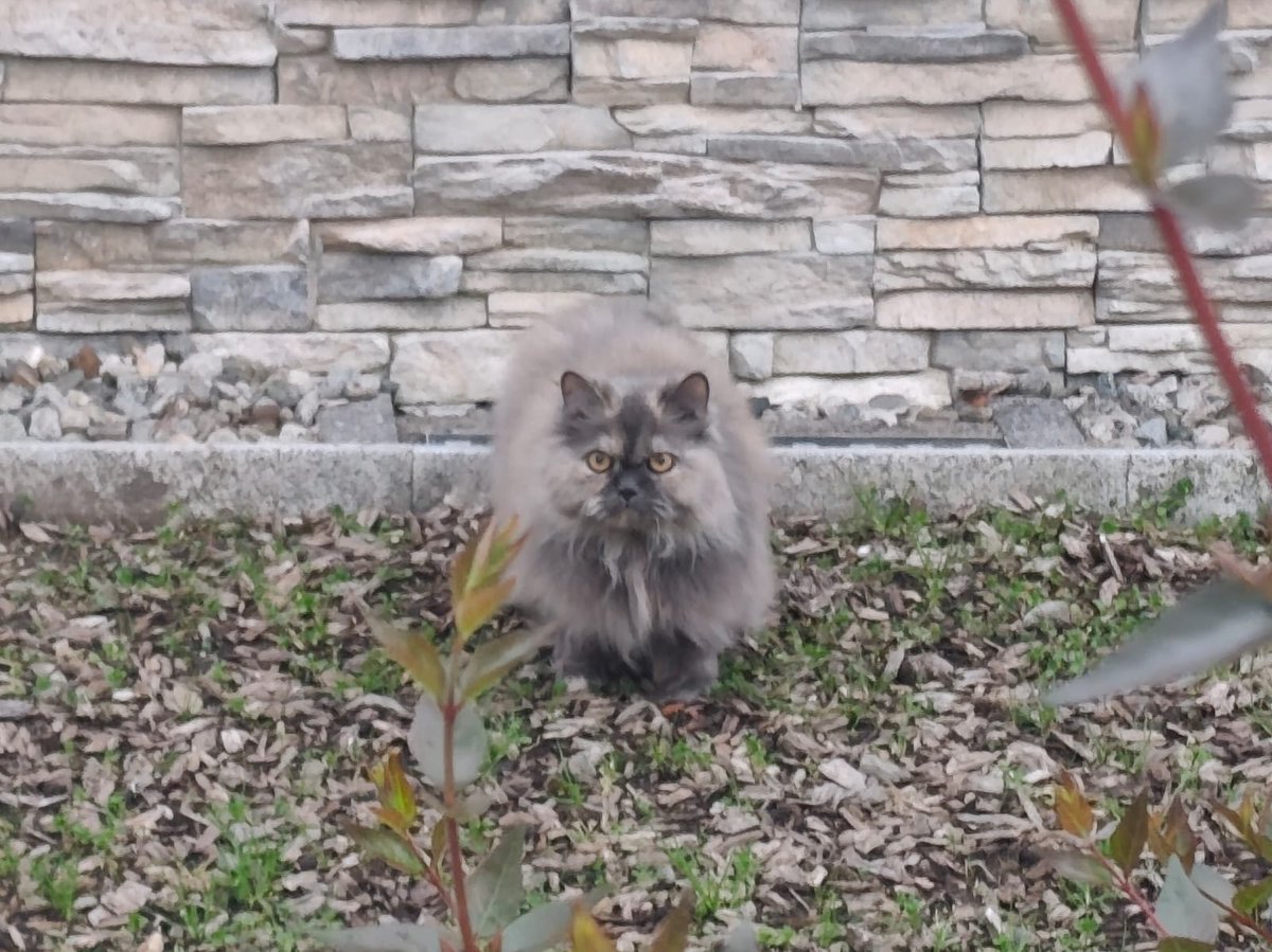 🐈‍⬛Friends of #bobacat🐈‍⬛
🌞Day 905
$psps