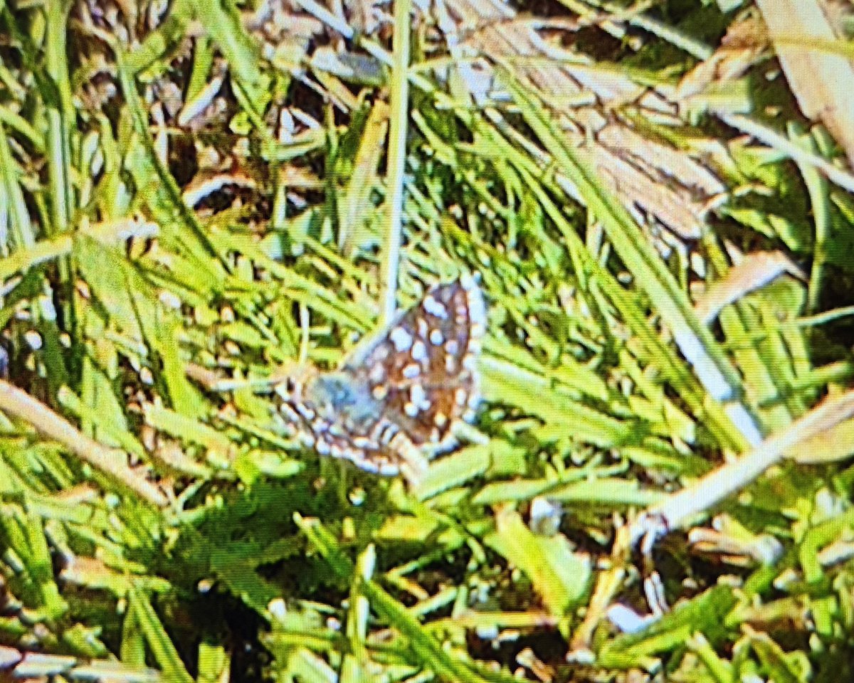 Paul Selby (@paulselby18) on Twitter photo After 3 weeks out of the last 4 guiding <a href="/Mariposa_Nature/">Mariposa Nature Tours</a> holidays, time for my own holiday. In the Sierra Nevada in Spain. Three endemics (Spanish Brassy Ringlet, Nevada Blue & Spanish Red Underwing Skipper) plus the endemic subspecies of Apollo. A great day! After 3 weeks out of the last 4 guiding <a href="/Mariposa_Nature/">Mariposa Nature Tours</a> holidays, time for my own holiday. In the Sierra Nevada in Spain. Three endemics (Spanish Brassy Ringlet, Nevada Blue & Spanish Red Underwing Skipper) plus the endemic subspecies of Apollo. A great day!