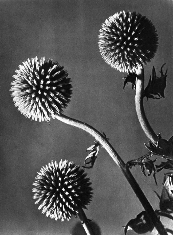 nickantdab's tweet image. Flowers 
by Man Ray
1934