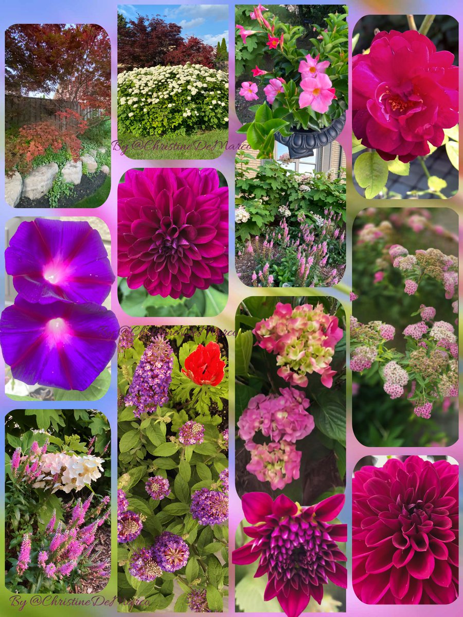 #MagentaMonday #MyGarden #Flowers 
A garden is a sanctuary where the soul tends to its own wild beauty, reaping both the harvest of the earth &amp; the quietude of the heart. Quote attributed to Clarissa Pinkola Estés, renowned author known for her book Women Who Run with the Wolves.