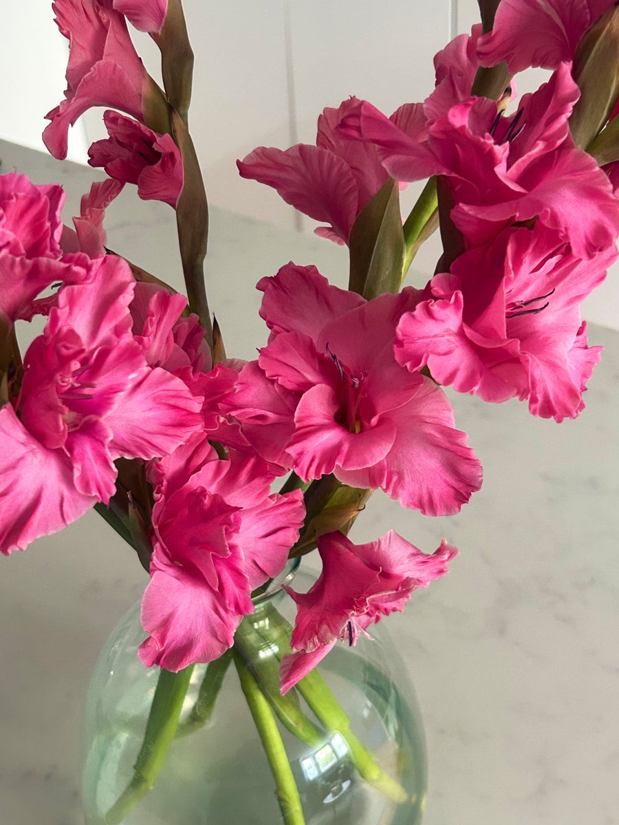 AnthophileLDN's tweet photo. British gladioli season is in full swing 🌱 #BritishSummer https://t.co/Rh8fCCIswx