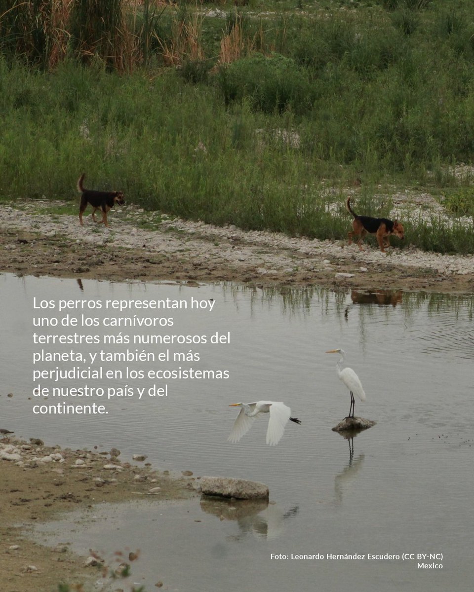 Una amenaza creciente a la fauna: Perros asilvestrados, o con dueño pero sin supervisión.

Los perros, con o sin dueño, representan una amenaza creciente para la fauna nativa en Chile. En el último año, se han registrado numerosos ataques a especies protegidas como el pudú,