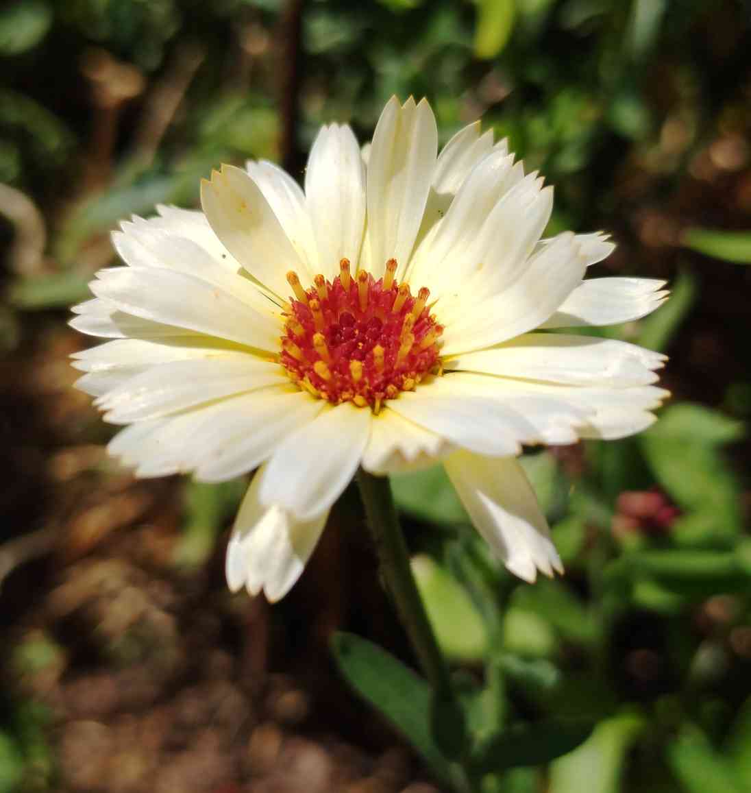 GraemeEdwards1's tweet image. The Calendula have coped well with all the hot dry weather #GardensHour