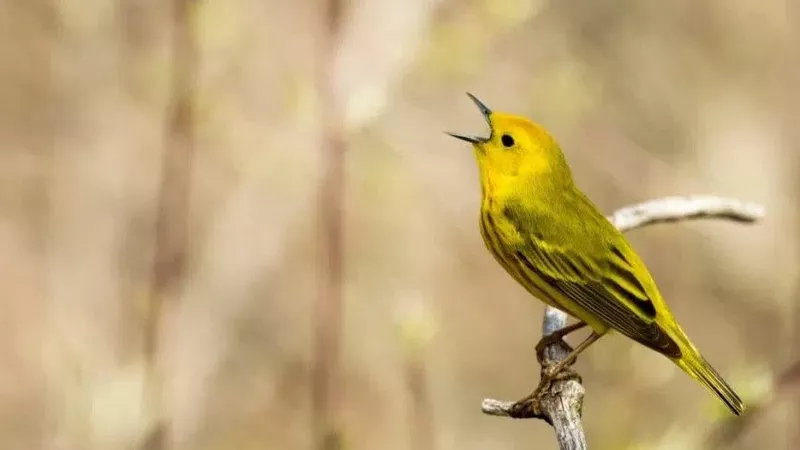 Research from USask looking at impact of wildfire smoke on songbirds dlvr.it/TLw8Zj