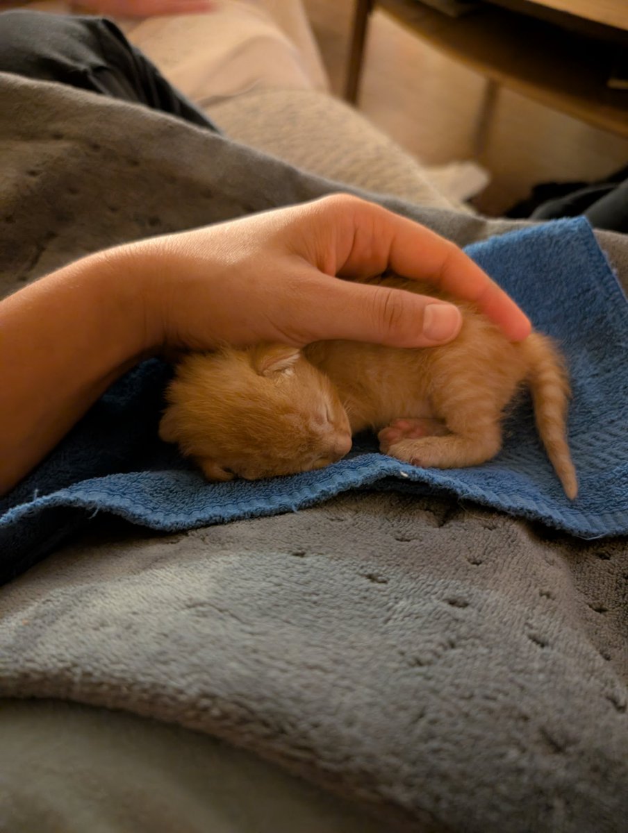 ecoterrorist420's tweet image. officially fostering this thing im calling him cornflake