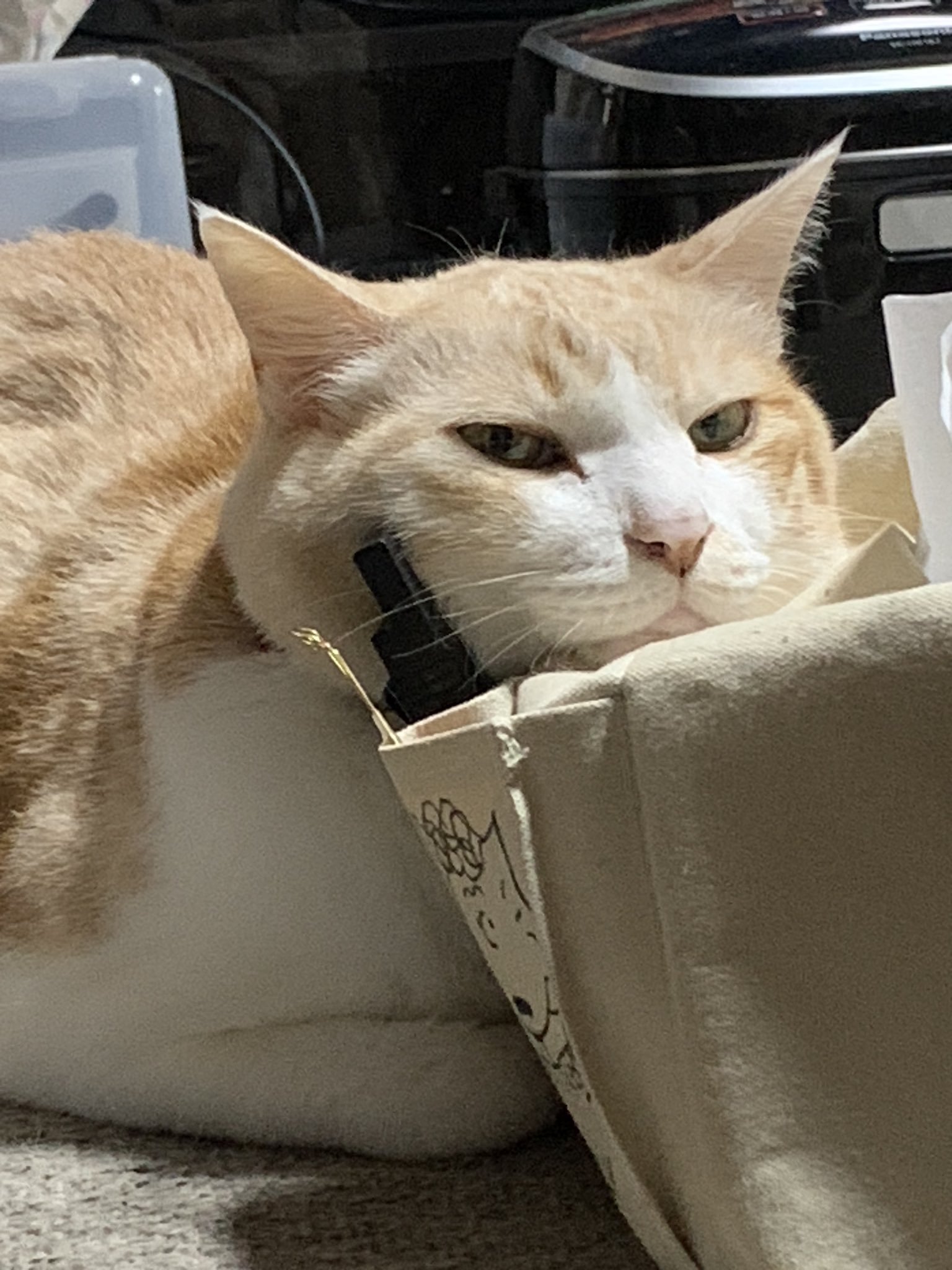 逃げるネコ I wonder if Goro has escaped today? [4 Cats Living 1259s