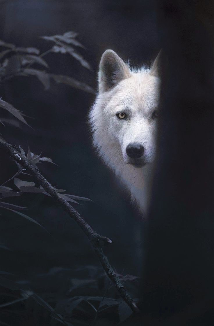 wolflope's tweet photo. https://t.co/4hAlV5PPkX