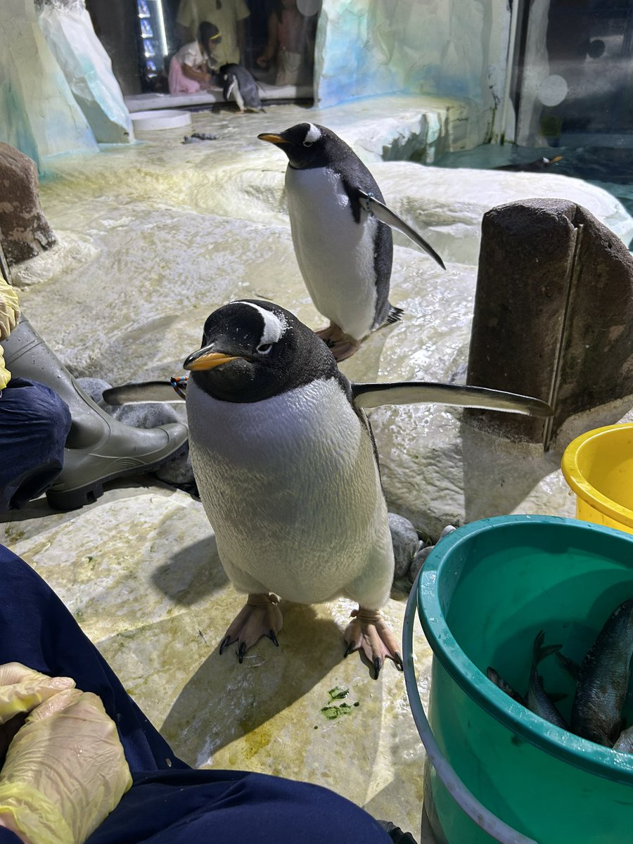 BroccoliK3's tweet image. Also a bit of slice of life 🤗 I fed penguins with a friend last weekend! 🤭🐧🐟