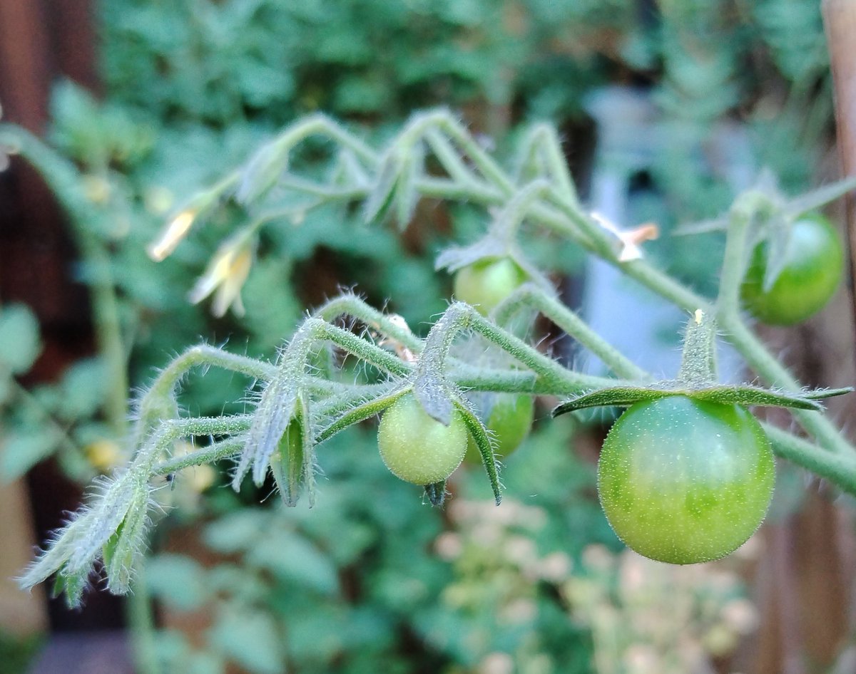 GraemeEdwards1's tweet image. Tomatoes are go! #GardensHour