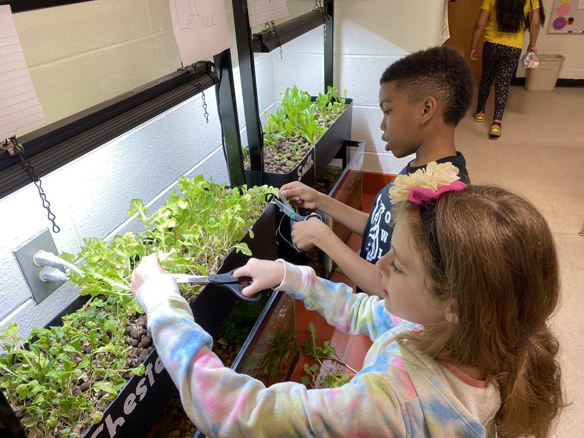 Make summer learning fun! ☀️ The AquaSprouts Garden is a hands-on way for all ages to learn about ecosystems and the joy of growing your own food. Turn your home into a living classroom! 🐠🌱

Learn more: aquasprouts.com

#STEM #SummerFun #Aquaponics #homeschool
