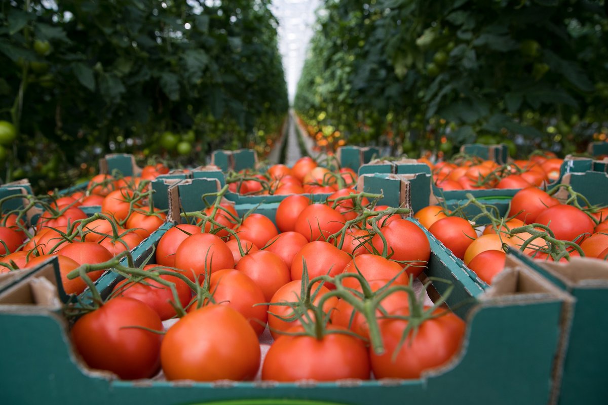 TradeGov's tweet image. Today, the U.S Department of Commerce announced the withdrawal from the 2019 Suspension Agreement on Fresh Tomatoes from Mexico. See our press release on trade.gov for more information: trade.gov/feature-articl…