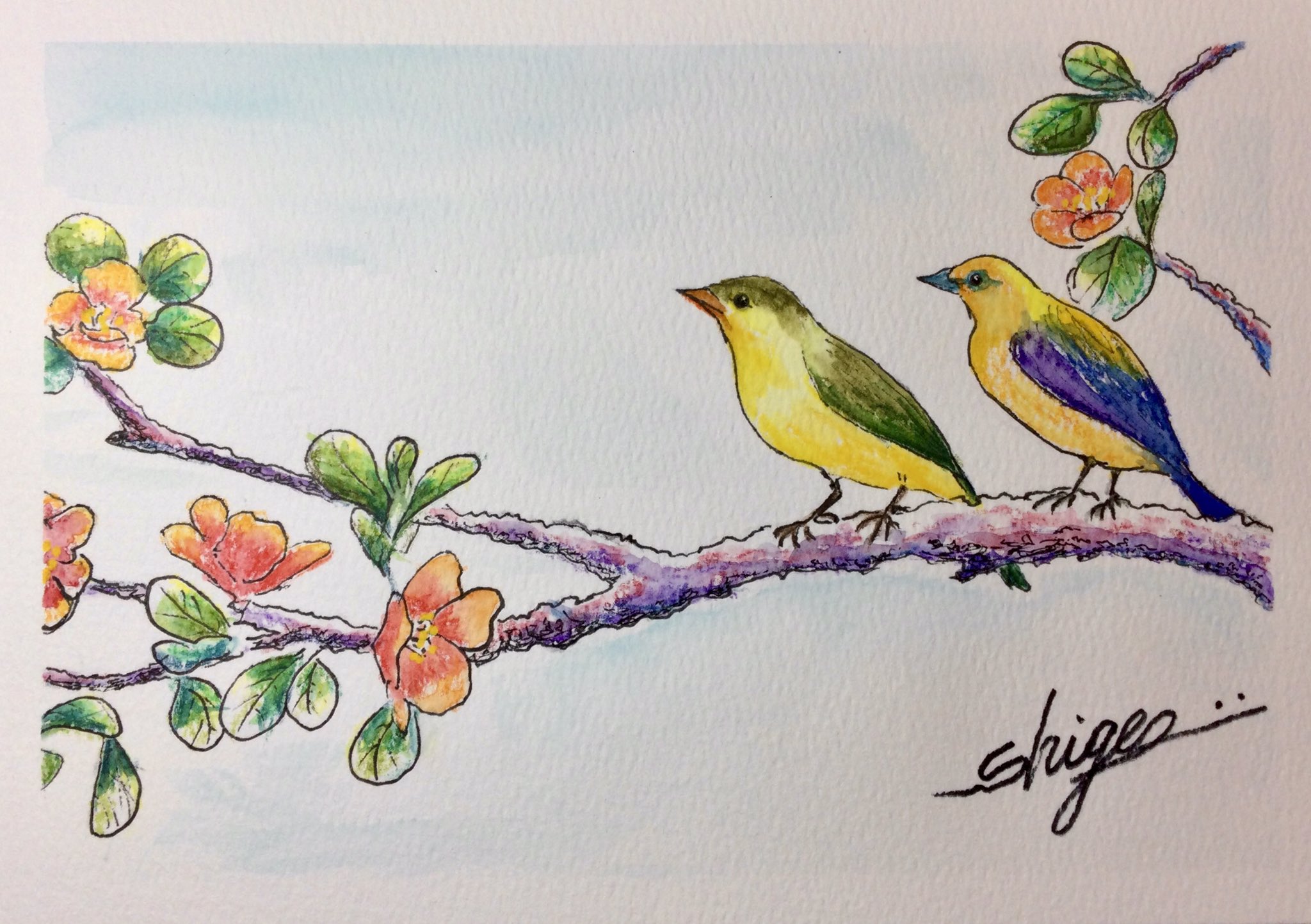 色鉛筆画 文鳥 (原画) 文鳥ゴンちゃんを描こう！ | 色鉛筆画はじめました
