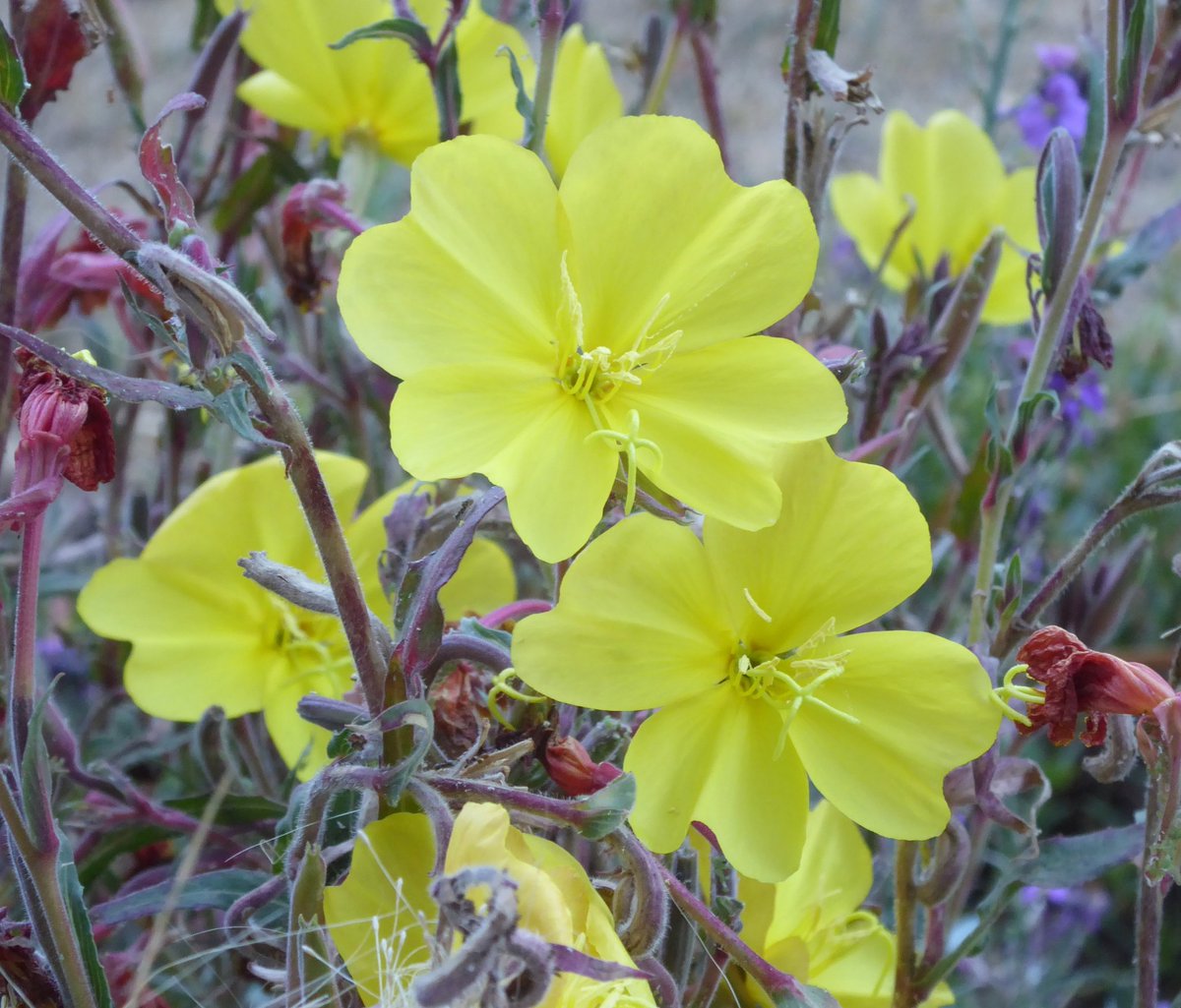 GraemeEdwards1's tweet image. The fleeting flowers of a self-seeded Evening Primrose seem to glow in the fading light #GardensHour
