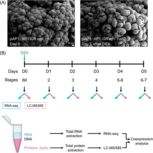 Stefan de Folter (@defolter_lab) on Twitter photo Almost lost in translation: integrated transcriptome and proteome analyses for early Arabidopsis flower development.
Insight on the article by Álvarez-Urdiola et al. (2025) <a href="/JXBot/">JXB @jxbotany.bsky.social</a>
academic.oup.com/jxb/article/76… Almost lost in translation: integrated transcriptome and proteome analyses for early Arabidopsis flower development.
Insight on the article by Álvarez-Urdiola et al. (2025) <a href="/JXBot/">JXB @jxbotany.bsky.social</a>
academic.oup.com/jxb/article/76…