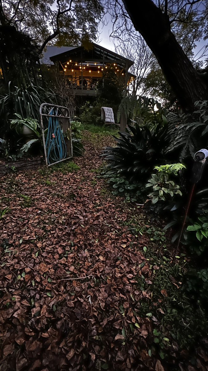 midge_thomas's tweet image. Good morning #GardensHour! Greetings from Dungog. Winter highlights are the carpet of leaves, my small C japonicas out the front R flowering (little Betty Ridley putting on a show); and the fire has still outdoing themselves in the lower garden. I just wish we had longer winter.