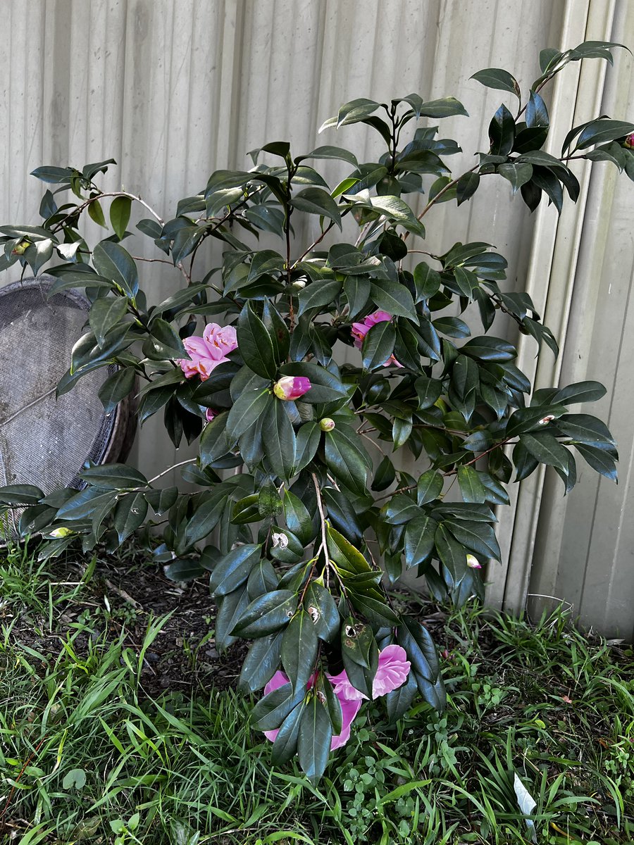 midge_thomas's tweet image. Good morning #GardensHour! Greetings from Dungog. Winter highlights are the carpet of leaves, my small C japonicas out the front R flowering (little Betty Ridley putting on a show); and the fire has still outdoing themselves in the lower garden. I just wish we had longer winter.