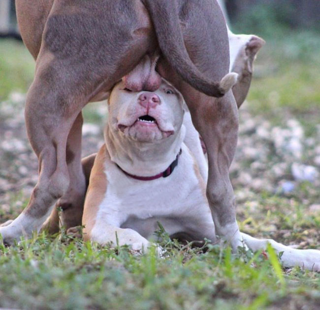 Yamal'ın doğum günü bahanesiyle vermeye çalıştığı mesaj. Alttaki köpeğin cinse dikkat. Rapçiler bile bu kadar kaliteli diss atamıyor, bu çocukta gelecek var.