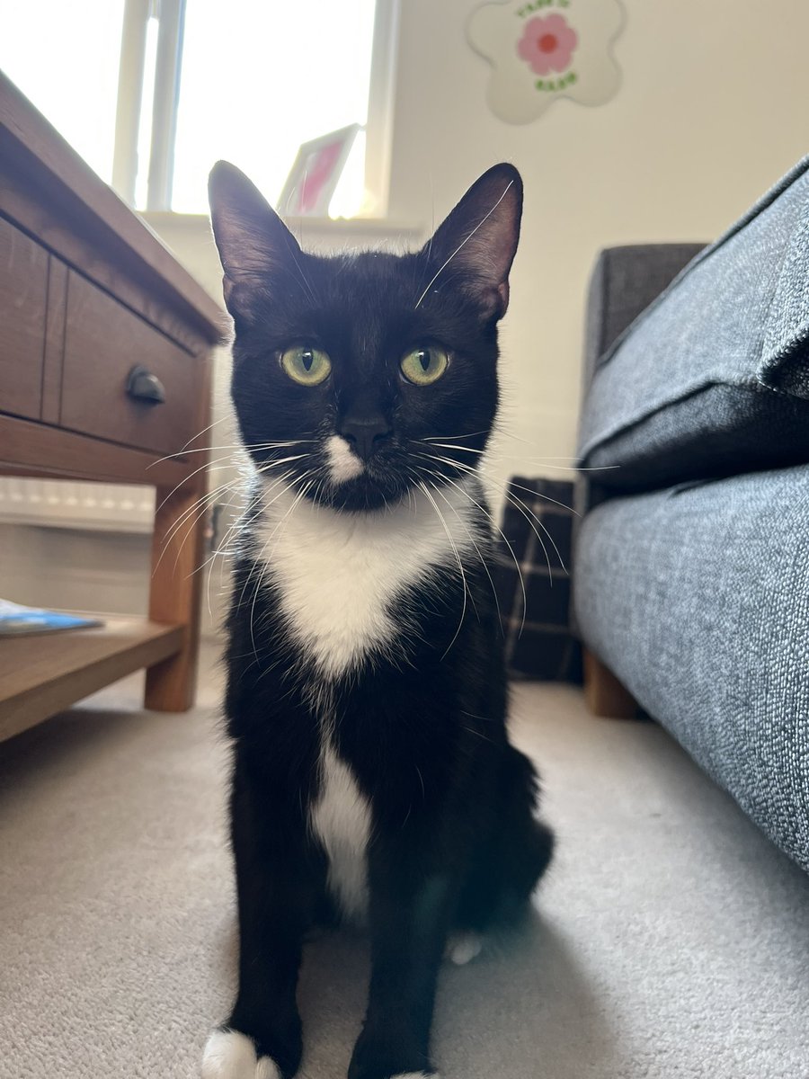iNathanM's tweet image. Not even going to apologise for the cat spam… they’ve both decided that they want to come chill near us 😭
She’s so lovely and loves a good chin scratch 🥹🥹