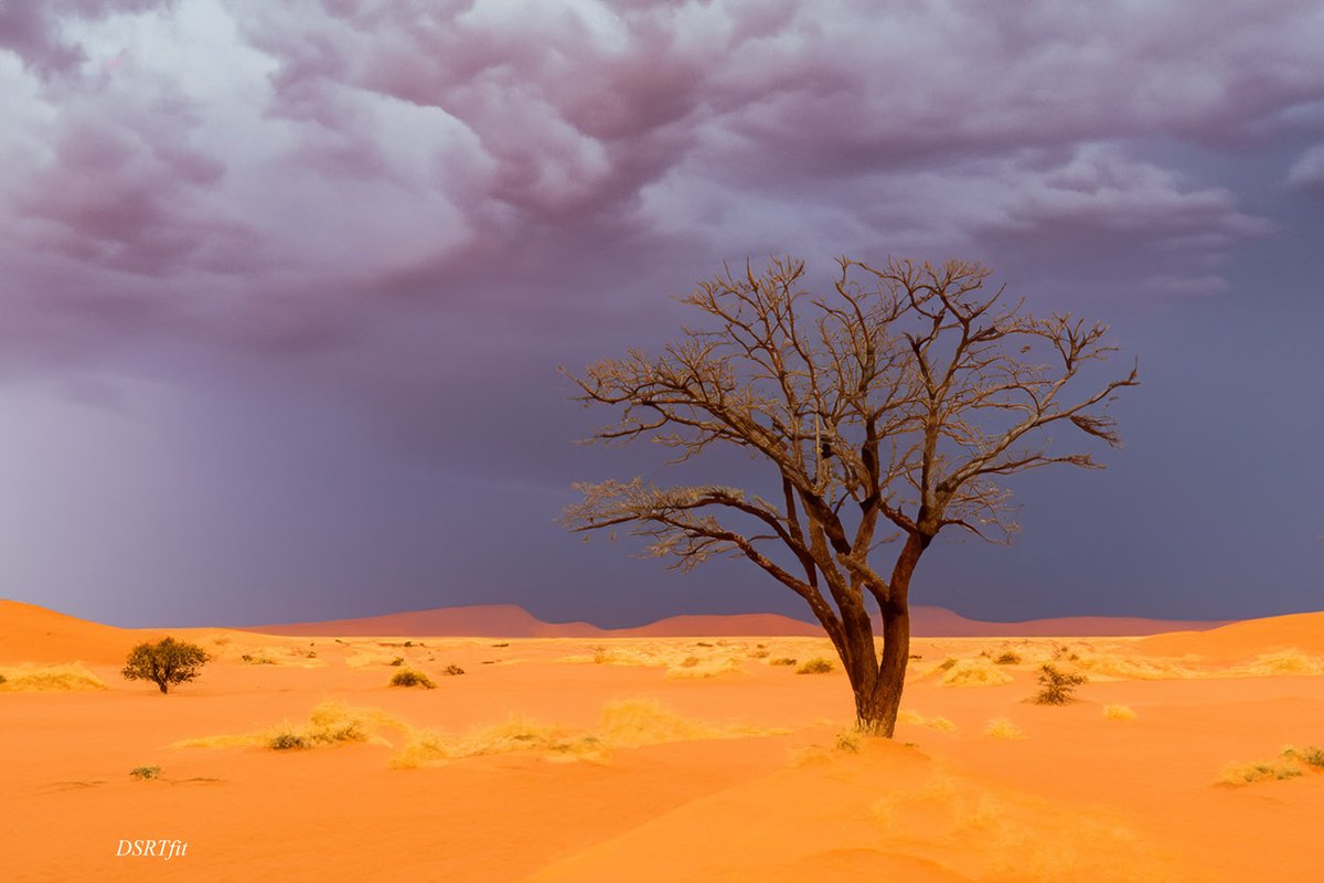 dsrtfit_image's tweet photo. A tree on an overcast day - inspired by Africa's deserts.
#desertlandscape
#dsrtfitphotography
#fineart https://t.co/TbCjt9eGb6