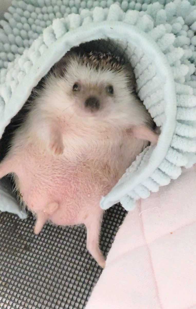 HedgehogMonaka's tweet image. ่ถณใซๅใๅ
ฅใใชใใฆ ใฒใฃใใ่ฟใฃใกใใใใ ใใใชใใผใบใง ใใฏใๅพ
ใกใใ ใใ๐ฆ
ๆใใ ๅฏๆใใๆบขใใฆใโก