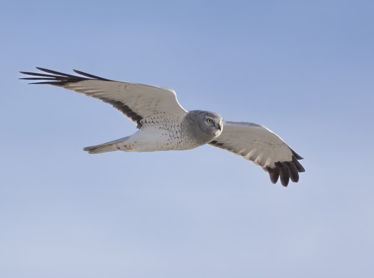Some folks call it a marsh hawk. Others call it “Gray Ghost,” especially the ghostly-looking males like this one. Northern harriers are hawks, but they fly like owls, low and slow over the ground, with V-shaped wings and a face disk that helps them hear prey.

📸Rohan Khera/STE