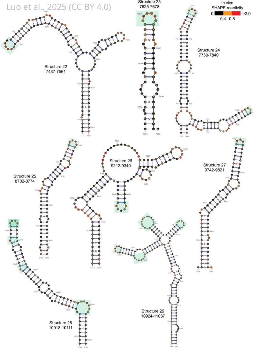 A strategy that analyses the structural properties of RNA could help identify regions that are promising targets for antiviral drugs.
elifesciences.org/articles/10775…
