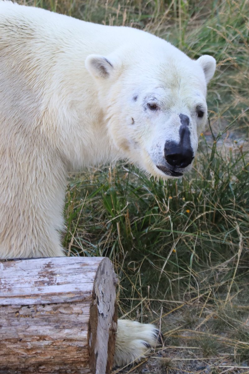 bestcat2333's tweet image. アドベンでお見送りして以来の再会🐻❄️広々した放飼場をゆっくりと徘徊してました😉
リラと仲良く出来ます様に🫰
#円山動物園 #ホッキョクグマ
#ライト #PolarBear