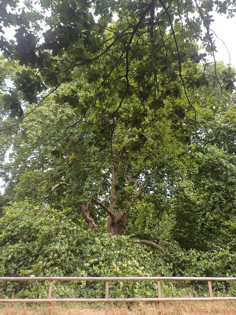 The Brunswick Plane... a wonderful tree over 200 years old in Brunswick Park near Great Ormond Street Hospital. #TreeClub