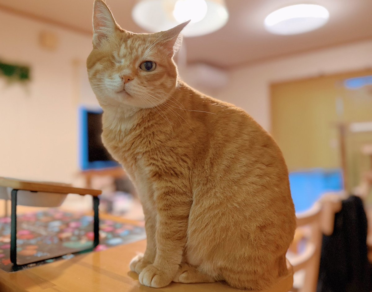 直美ねこ 週末のサロン・ド・オカン🍊✨