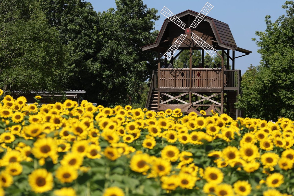 KATAR7photo's tweet image. #TLを花でいっぱいにしよう
#キリトリセカイ
#ファインダー越しの世界
#写真好きと繋がりたい
🌻🌻LAST SUMMER