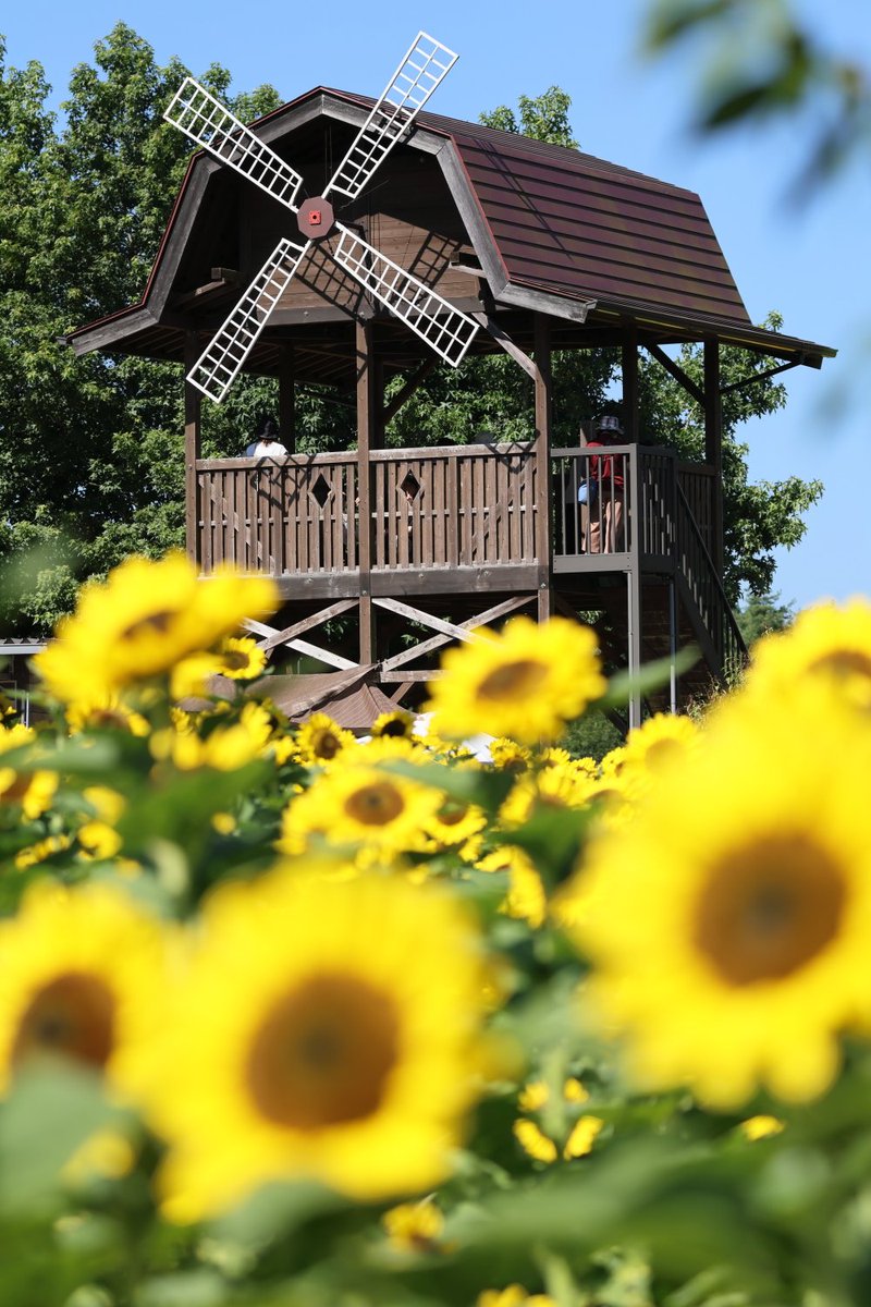 KATAR7photo's tweet image. #TLを花でいっぱいにしよう
#キリトリセカイ
#ファインダー越しの世界
#写真好きと繋がりたい
🌻🌻LAST SUMMER