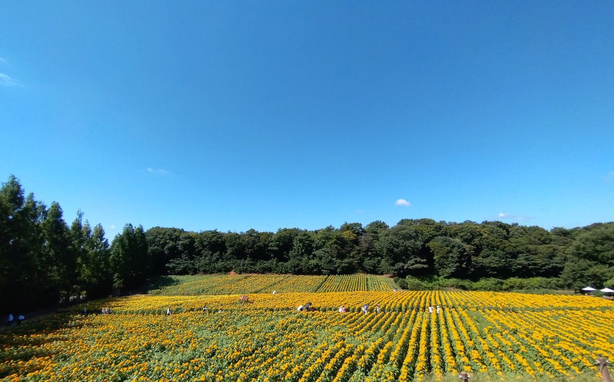 KATAR7photo's tweet image. #TLを花でいっぱいにしよう
#キリトリセカイ
#ファインダー越しの世界
#写真好きと繋がりたい
🌻🌻LAST SUMMER