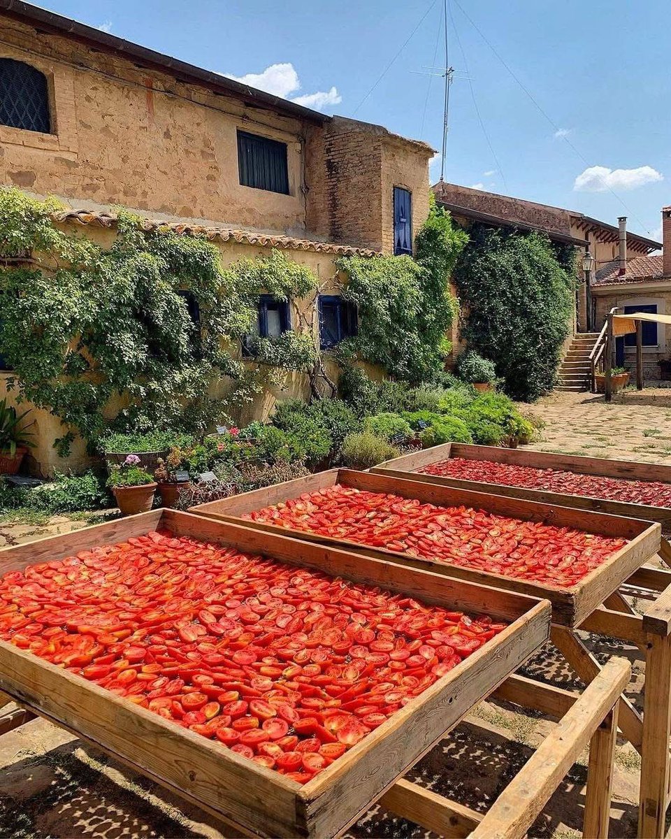 TasteAtlas's tweet image. Traditional sun-drying of tomatoes in Southern Italy 🇮🇹
tasteatlas.com/tomatoes
The traditional sun-drying of tomatoes in Southern Italy, particularly in regions like Puglia, Calabria, and Sicily, is a time-honored process that takes advantage of the region's hot, dry…
