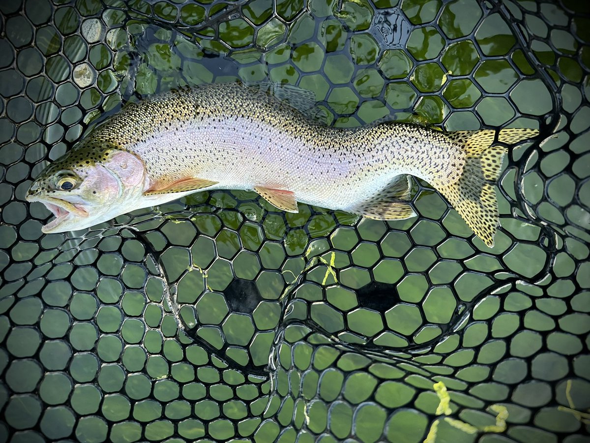 spokaneflyshop's tweet image. The crooked caddis eater. Bo on the Mo’ this past weekend finding one of the strangest looking rainbows I’ve ever seen. Apparently the fish’s broken back didn’t slow him down from chowing down a caddis off the surface.

#flyfishing #flyfish #fishing #dryfly #silverbowflyshop