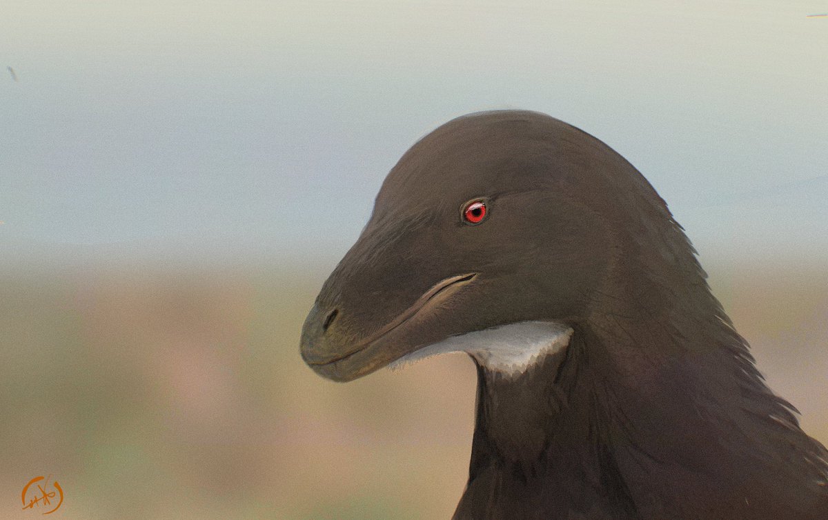 Quick-ish Shri rapax portrait