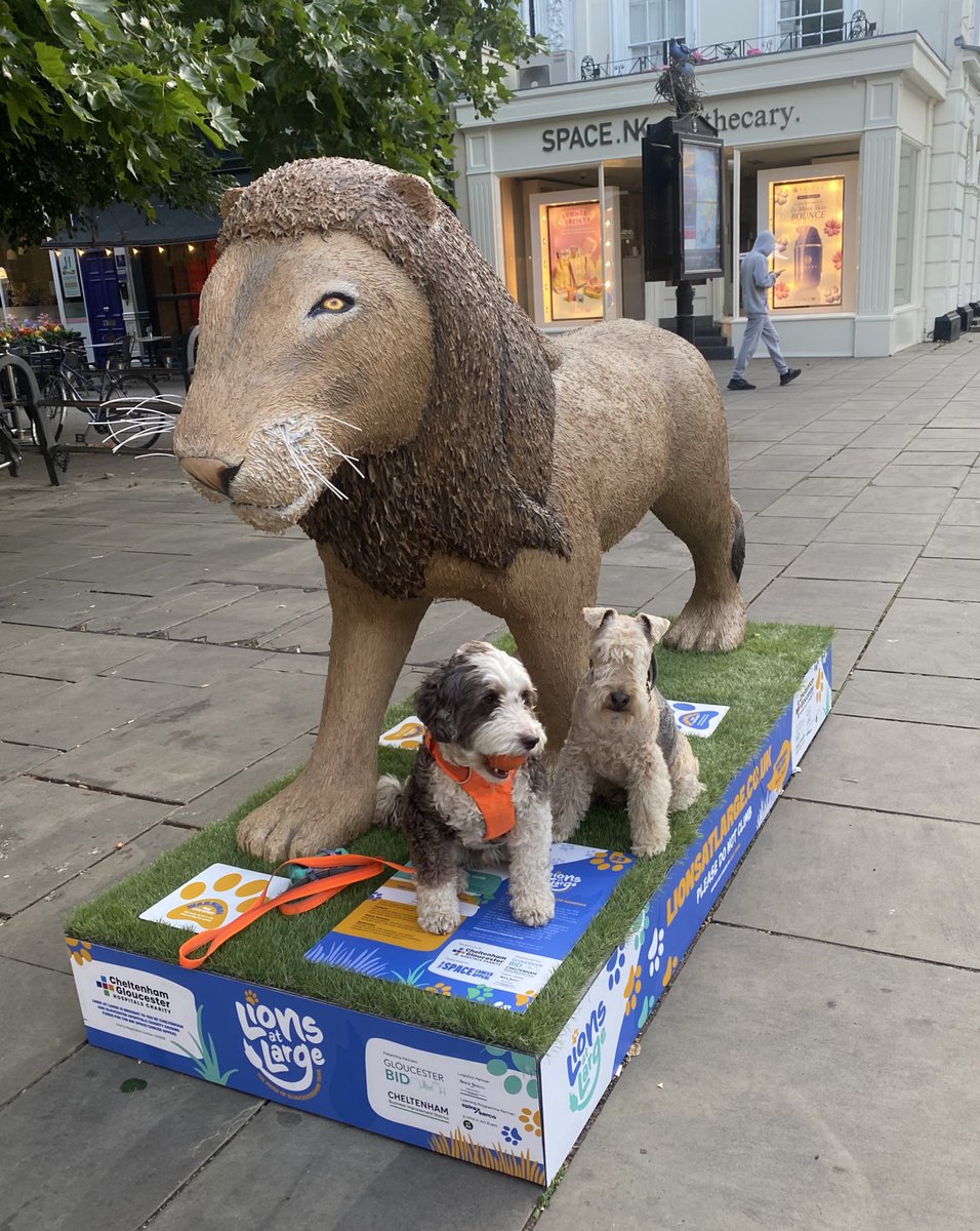BeMoreBob (@bemorebob2) on Twitter photo Me and Bertie have been on a lion hunt!
Each lion has a name, and we are going to show you them all over the next couple of weeks.
This is Panthera Leo
🦁💛 <a href="/lions_at_large/">Lions at Large Trail</a> <a href="/visitchelt/">VisitCheltenham</a> Me and Bertie have been on a lion hunt!
Each lion has a name, and we are going to show you them all over the next couple of weeks.
This is Panthera Leo
🦁💛 <a href="/lions_at_large/">Lions at Large Trail</a> <a href="/visitchelt/">VisitCheltenham</a>