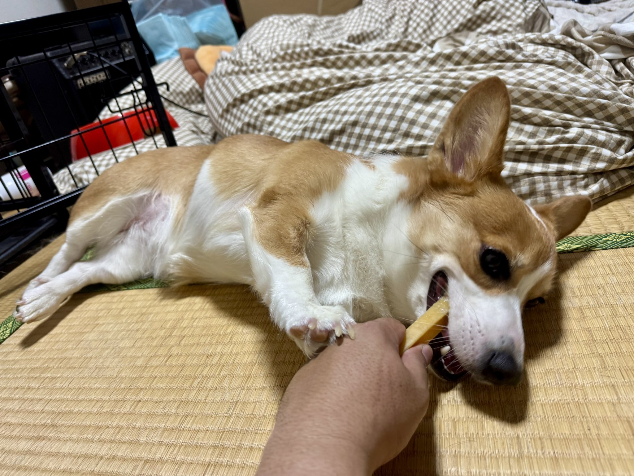 コーギー様 リクエスト 2点 まとめ商品 ぽちき🇯🇵_φ(・_・ｼｭｶﾞｰｱﾗｼﾞｬﾝちゃん on X: 