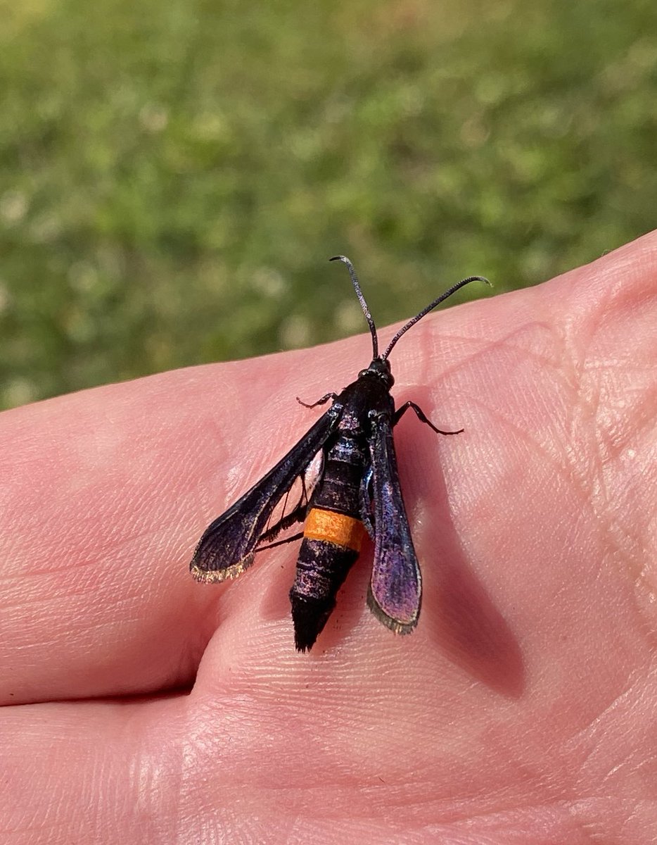 AliDriverUK's tweet image. Just found this stunning Peach Tree Borer clearwing #moth in our Kieran‘s garden in Des Plaines, #Illinois. And yes, unfortunately for him it had read the script and was underneath his peach tree. @USAmothID @Moth_Week