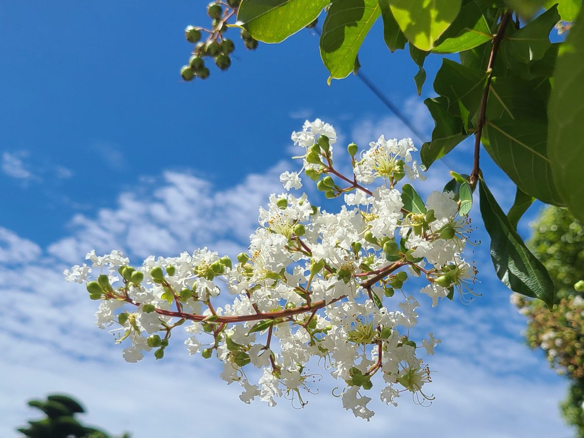 soma6503's tweet image. おはようございます😊
お気をつけて⛈️🌀🥤
よい日でありますように🍀

#百日紅  🐒🌼