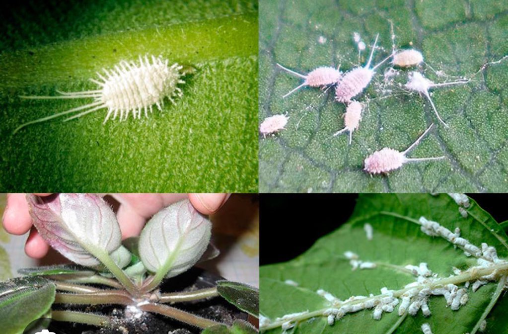 может кто-то тоже не знал то оставлю это здесь если понадобится. 
‼️будьте осторожны со своими растениями‼️

мой кактус:                  другие кактусы и эти гады: