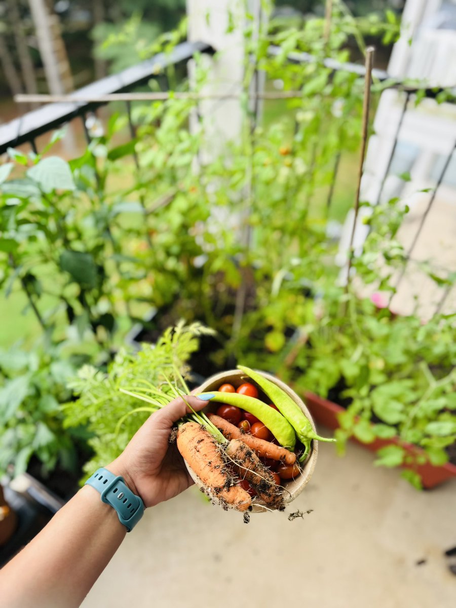 abundance from our balcony garden. 

🌱👩🏽‍🌾🌱