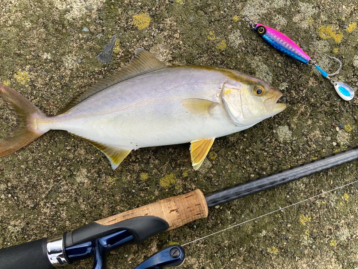 #ジャックアイサワラスピン２のPR 
#パームス名前はまだないプロトロッドのPR 
旧一文字カーブ外向きにて夏らしいやつきましたにゃーん！！こいつは小さくてもやっぱりファイターですにゃ。