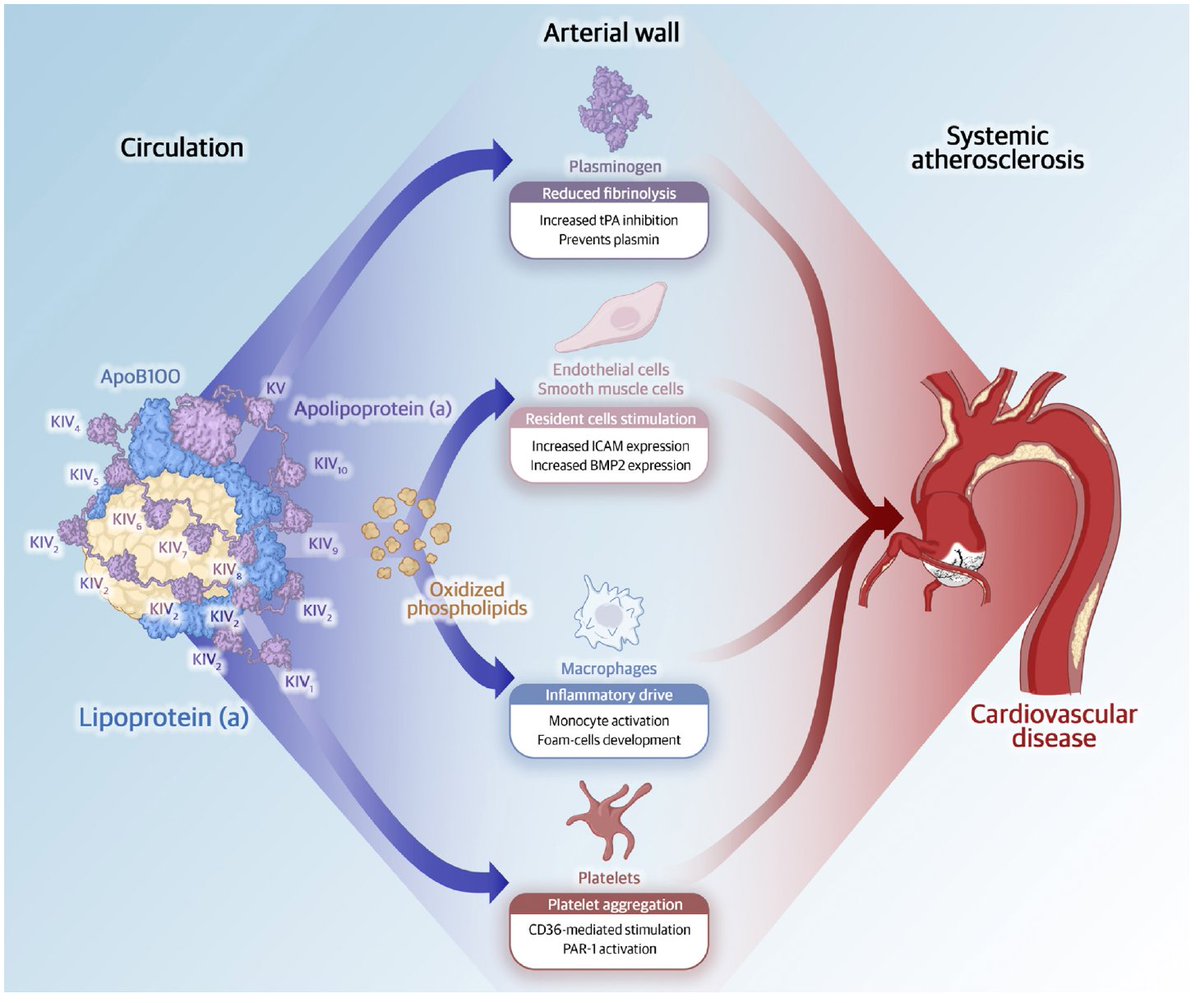 Gonzalo Perez (@gonzaeperez) on Twitter photo MECANISMOS DE ATEROGENESIS DE LP(a)
🔴Reducción de fibrinolisis
🔴Estimula cél. endoteliales y musculo liso
🔴Activa macrófagos⏩cél. espumosas
🔴Activa agregación plaquetaria
Vía <a href="/CircAHA/">Circulation</a>
ahajournals.org/doi/10.1161/CI… MECANISMOS DE ATEROGENESIS DE LP(a)
🔴Reducción de fibrinolisis
🔴Estimula cél. endoteliales y musculo liso
🔴Activa macrófagos⏩cél. espumosas
🔴Activa agregación plaquetaria
Vía <a href="/CircAHA/">Circulation</a>
ahajournals.org/doi/10.1161/CI…