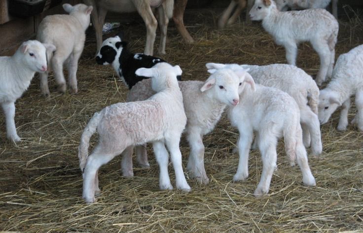 they don’t know what a calorie is